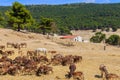 A herd of wild animals - donkeys, goats, ponies, sheep, deer, horses - graze in the vast territory of the safari park Royalty Free Stock Photo