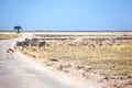 Herd of wild animals zebras and impala antelopes in field at the road on safari in Etosha National Park, Namibia, South Africa Royalty Free Stock Photo