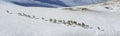 Herd of wild argali sheep climbs up a snow-covered mountainside Royalty Free Stock Photo