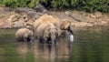 A herd of wild asian elephants feeding in the Periyar River, Kerala, India