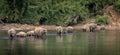 A herd of wild asian elephants feeding in the Periyar River, Kerala, India