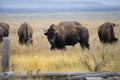 A herd of bison eating in a field while one looks on at Grand Teton National Park, Wyoming. Royalty Free Stock Photo