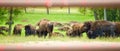 A herd of wild bison grazing in the field Royalty Free Stock Photo