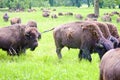 A herd of wild bison Royalty Free Stock Photo