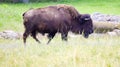 A herd of wild bison grazing in the field Royalty Free Stock Photo