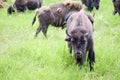 A herd of wild bison grazing in the field Royalty Free Stock Photo