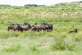 Blue Wildebeest in Kalahari, South Africa Royalty Free Stock Photo