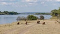 Herd of wild boars foraging in the grasslands near Zambezi River, Zimbabwe Royalty Free Stock Photo