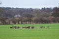 A herd of wild British roe deer