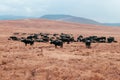 Herd of wild buffalo in golden grass field in Ngorongoro, Serengeti Tanzania Savanna forest Royalty Free Stock Photo