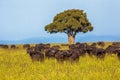 A herd of wild buffaloes across a field Royalty Free Stock Photo