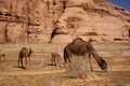 Herd of Wild Camels in Desert in Middle East Asia Royalty Free Stock Photo