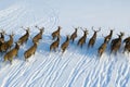 Herd of wild deers with horns