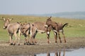 Herd of wild donkeys playing in the meadow