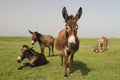 Herd of wild donkeys resting in the meadow