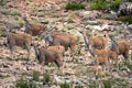 A herd of wild eland antelope with calves the adults have long black twisted horns and camouflaging ochre coats stand on a scrub-