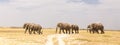 Herd of wild elephants in Amboseli National Park, Kenya. Royalty Free Stock Photo