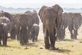 Herd of wild elephants in Amboseli National Park, Kenya. Royalty Free Stock Photo