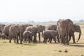 Herd of wild elephants in Amboseli National Park, Kenya. Royalty Free Stock Photo