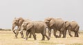 Herd of wild elephants in Amboseli National Park, Kenya. Royalty Free Stock Photo