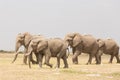 Herd of wild elephants in Amboseli National Park, Kenya. Royalty Free Stock Photo