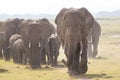 Herd of wild elephants in Amboseli National Park, Kenya. Royalty Free Stock Photo