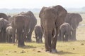 Herd of wild elephants in Amboseli National Park, Kenya. Royalty Free Stock Photo