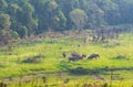 A herd of wild elephants family walking and eating grass in the evening at green grass field near the forest Royalty Free Stock Photo