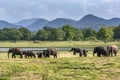 A herd of wild elephants at Minneriya National Park. Royalty Free Stock Photo