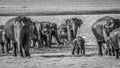 Herd of wild elephants with kid , kaudulla , Sri lanka Royalty Free Stock Photo