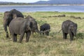 A herd of wild elephants at Minneriya National Park. Royalty Free Stock Photo