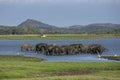 A herd of wild elephants within Minneriya National Park at Habarana in Sri Lanka. Royalty Free Stock Photo