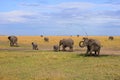 Herd of wild elephants in a natural environment Royalty Free Stock Photo