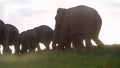 028 A herd of wild elephants walks during the light of the setting sun.mov