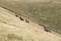 Herd of Wild Galloping Horses Running