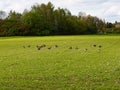 Herd of wild geese resting on the field