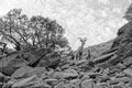 Wild goats in Zion National Park in Utah Royalty Free Stock Photo