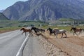 Herd of wild golfer horses crossing a highway Royalty Free Stock Photo