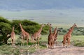 Herd wild herbivorous cloven-hoofed animals, giraffes African sa