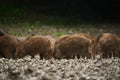 Wild hogs (feral pigs) in rain