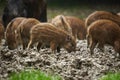 Wild hogs (feral pigs) in rain