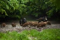 Wild hogs (feral pigs) in rain