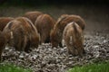 Wild hogs (feral pigs) in rain