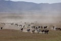 Herd of Wild Horse in Spring in the Utah Desert Royalty Free Stock Photo