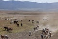 Herd of Wild Horse in the Utah Desert in Spring Royalty Free Stock Photo