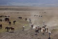 Herd of Wild Horse in the Utah Desert in Springtime Royalty Free Stock Photo