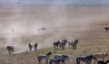 Wild Horse Herd in the Utah Desert Royalty Free Stock Photo