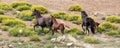 Herd of wild horses with baby colt running uphill in the Pryor Mountains wild horse range in Montana United States Royalty Free Stock Photo