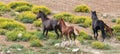 Herd of wild horses with baby foal running uphill in the Pryor Mountains wild horse range in Montana United States Royalty Free Stock Photo