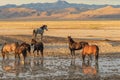 Herd of Wild Horses at a Desert Pond Royalty Free Stock Photo